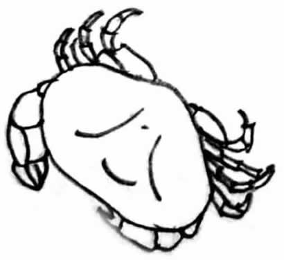 Skizze einer Krabbe Skizze einer Krabbe