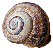 schnhaus