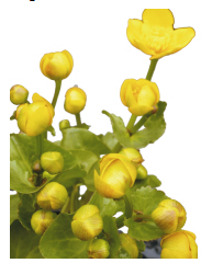 Sumpfdotterblume 2
