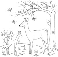Kitzi